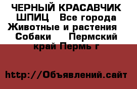 ЧЕРНЫЙ КРАСАВЧИК ШПИЦ - Все города Животные и растения » Собаки   . Пермский край,Пермь г.